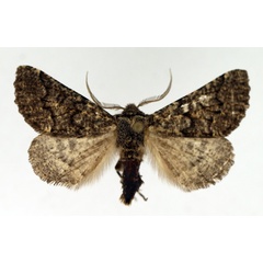 /filer/webapps/moths/media/images/N/noctuodes_Aethiopodes_AM_TMSA_01.jpg