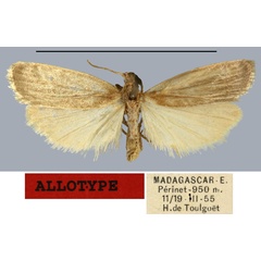/filer/webapps/moths/media/images/I/iluopsis_Eilema_AT_MNHN.jpg