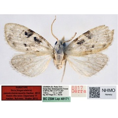 /filer/webapps/moths/media/images/P/pseudomelanoscelis_Nola_PT_NHMO_01.jpg