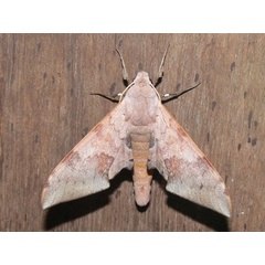 /filer/webapps/moths/media/images/S/spurrelli_Neopolyptychus_A_Goff_03.jpg
