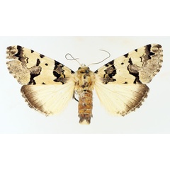 /filer/webapps/moths/media/images/E/eudela_Halochroa_AF_TMSA_02.jpg