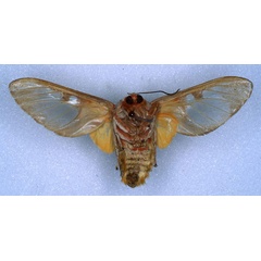 /filer/webapps/moths/media/images/B/bumba_Balacra_HT_RMCA_02.jpg
