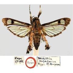 /filer/webapps/moths/media/images/R/rufodorsa_Melittia_HT_BMNH.jpg