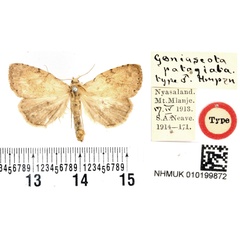 /filer/webapps/moths/media/images/P/patagiata_Geniascota_HT_BMNH.jpg