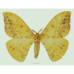 /filer/webapps/moths/media/images/S/septentrionalis_Tagoropsis_AF_Basquina.jpg