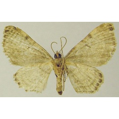 /filer/webapps/moths/media/images/S/senex_Chloroclystis_AM_ZSMb.jpg