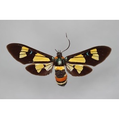 /filer/webapps/moths/media/images/C/congoana_Euchromia_HT_BMNH.jpg