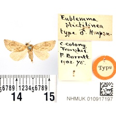 /filer/webapps/moths/media/images/S/stictilinea_Eublemma_HT_BMNH.jpg