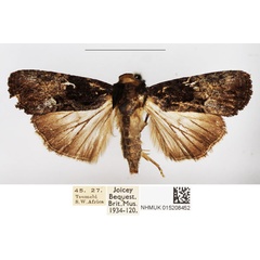 /filer/webapps/moths/media/images/G/gabonensis_Stenopterygia_AF_BMNH.jpg