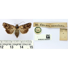 /filer/webapps/moths/media/images/R/renisigna_Celaena_HT_BMNH.jpg