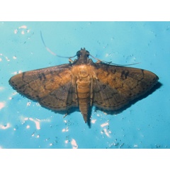 /filer/webapps/moths/media/images/C/charesalis_Nacoleia_A_Bippus.jpg