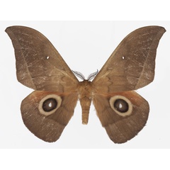 /filer/webapps/moths/media/images/V/vingerhoedti_Lobobunaea_AM_Basquina.jpg