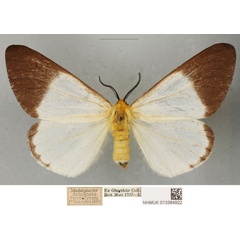 /filer/webapps/moths/media/images/A/antsianakana_Coenostegia_PLTF_BMNH_01.jpg