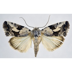 /filer/webapps/moths/media/images/A/anomoiota_Bryophilopsis_AM_NHMO.jpg