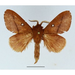 /filer/webapps/moths/media/images/M/merina_Phoenicladocera_AM_Basquin_01.jpg