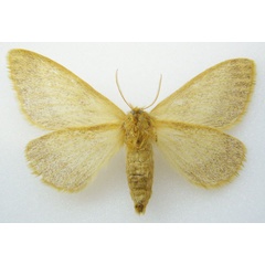 /filer/webapps/moths/media/images/D/devylderi_Trichophiala_AF_NHMUKb.jpg