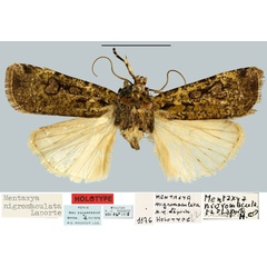 /filer/webapps/moths/media/images/N/nigromaculata_Mentaxya_HT_MNHN.jpg