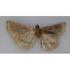 /filer/webapps/moths/media/images/P/phaeocala_Ozarba_AT_RMCA_02.jpg
