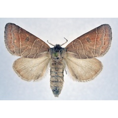 /filer/webapps/moths/media/images/R/roseotincta_Clostera_AF_NHMO.jpg