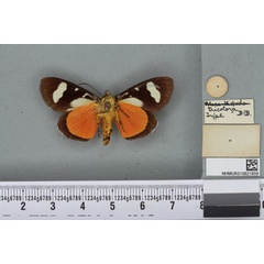 /filer/webapps/moths/media/images/T/tricolora_Aegocera_HT_BMNHb.jpg