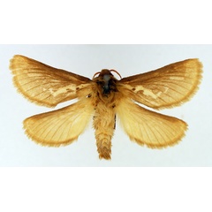 /filer/webapps/moths/media/images/V/vindex_Eudalaca_AM_TMSA_02.jpg