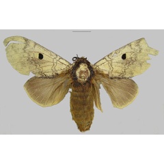 /filer/webapps/moths/media/images/L/lidia_Gastroplakaeis_PTF_RMCA.jpg