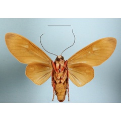 /filer/webapps/moths/media/images/P/phaedra_Amerila_AM_MGCLb_01.jpg
