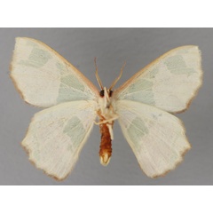 /filer/webapps/moths/media/images/V/viridimacula_Archichlora_A_ZSM_02.jpg