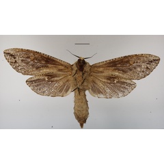 /filer/webapps/moths/media/images/C/capensis_Strigocossus_AF_MGCLb_02.JPG
