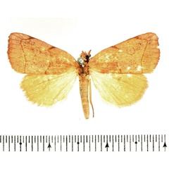 /filer/webapps/moths/media/images/A/argyresthia_Paralephana_AM_BMNH.jpg