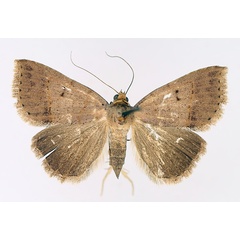 /filer/webapps/moths/media/images/T/trichophora_Plecoptera_AF_TMSA_02.jpg