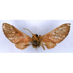 /filer/webapps/moths/media/images/I/invaria_Rhipidarctia_HT_BMNH_02.jpg