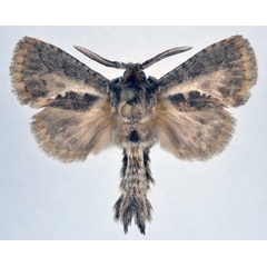 /filer/webapps/moths/media/images/B/bivittata_Marshalliana_AM_NHMO.jpg