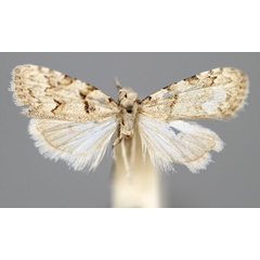 /filer/webapps/moths/media/images/S/socotrensis_Nola_HT_BMNH.jpg