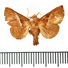 /filer/webapps/moths/media/images/P/plebeja_Anilina_AM_BMNH.jpg
