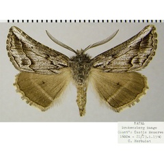 /filer/webapps/moths/media/images/D/dami_Drepanogynis_AM_ZSMa.jpg