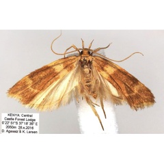 /filer/webapps/moths/media/images/S/saltualis_Dragmatucha_HT_BMNH.jpg