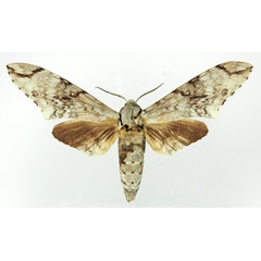 /filer/webapps/moths/media/images/N/natalensis_Poliana_AM_Basquin_04.jpg