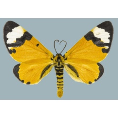 /filer/webapps/moths/media/images/C/costimaculata_Zerenopsis_AM_Staude.jpg