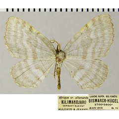 /filer/webapps/moths/media/images/C/costalis_Hydrelia_AM_ZSMa.jpg