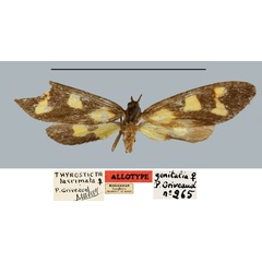 /filer/webapps/moths/media/images/L/lacrimata_Thyrosticta_AT_MNHN.jpg