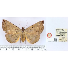 /filer/webapps/moths/media/images/C/coerulescentiviridis_Enmonodia_HT_BMNH.jpg