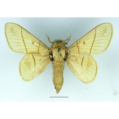 /filer/webapps/moths/media/images/M/monteiroi_Trichopisthia_AM_Basquin_02.jpg
