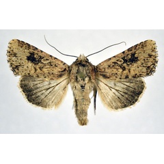 /filer/webapps/moths/media/images/L/languida_Mythimna_AM_NHMO.jpg