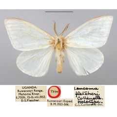 /filer/webapps/moths/media/images/F/fletcheri_Leucoma_HT_BMNH.jpg
