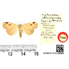/filer/webapps/moths/media/images/A/atrisignata_Oglasodes_HT_BMNH.jpg
