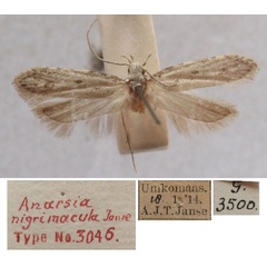 /filer/webapps/moths/media/images/N/nigrimacula_Anarsia_HT_TMSA.jpg