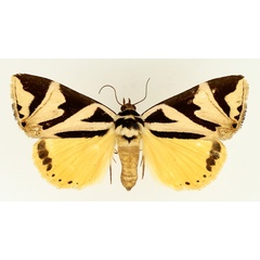 /filer/webapps/moths/media/images/A/attathoides_Attatha_AF_TMSA_02.jpg