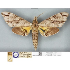 /filer/webapps/moths/media/images/C/chromapteris_Diludia_LT_BMNH.jpg