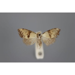 /filer/webapps/moths/media/images/A/argyropasta_Meganola_HT_BMNH.jpg